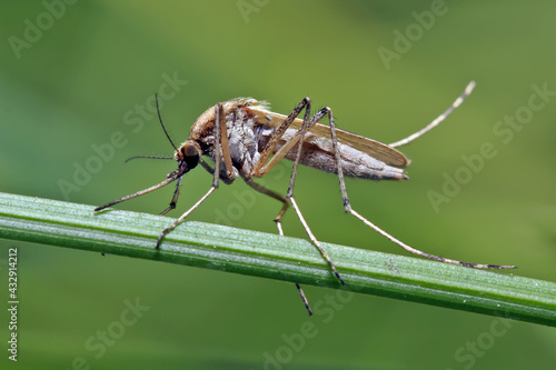 Mosquito (female) resting on the grass. Male and female mosquitoes feed on nectar and plant juices, but many species of mosquitoes can suck the blood of animals.