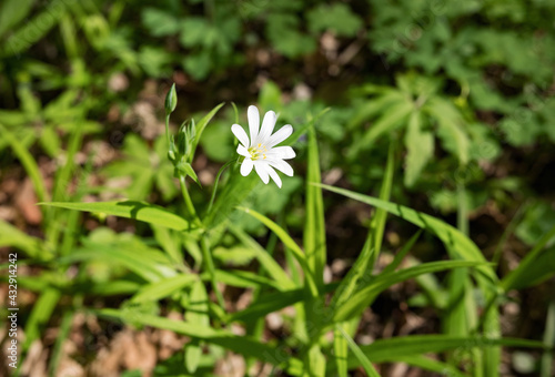 Wild white flower in the spring forest