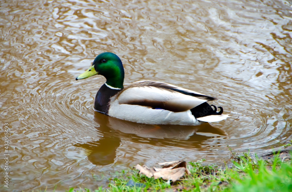 Obraz premium Duck drake floating on water