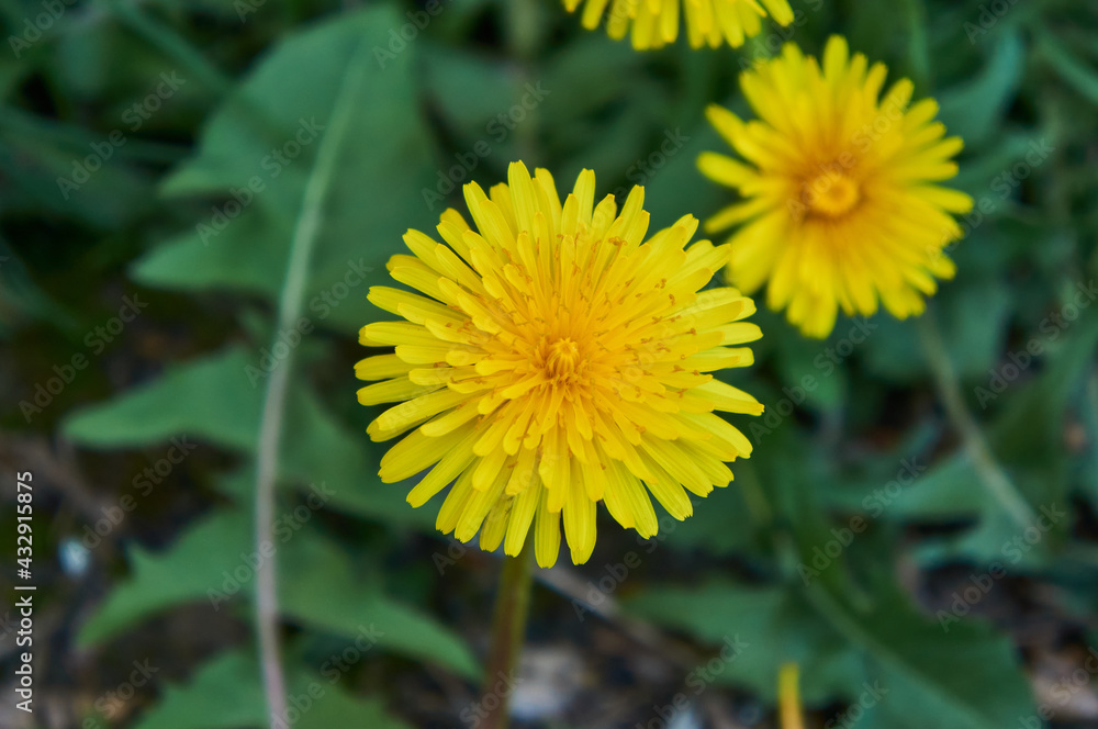 Yellow dandelions in the garden Yellow dandelions in the garden