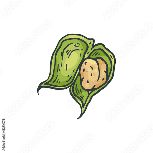 Chickpea seed or grain in green pod, hand drawn vector illustration isolated.