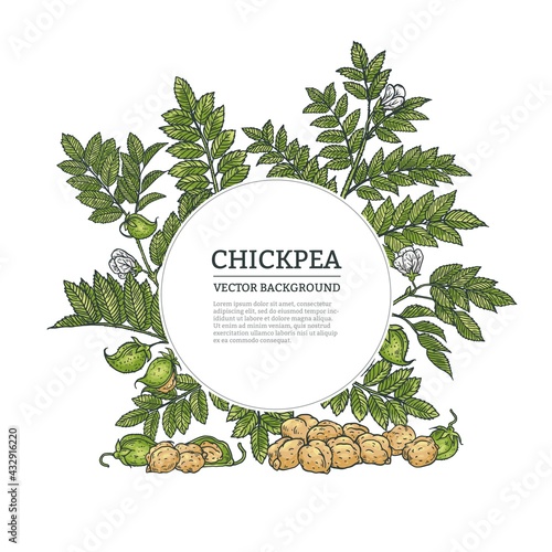 Background or frame with chickpea, engraving vector illustration isolated.