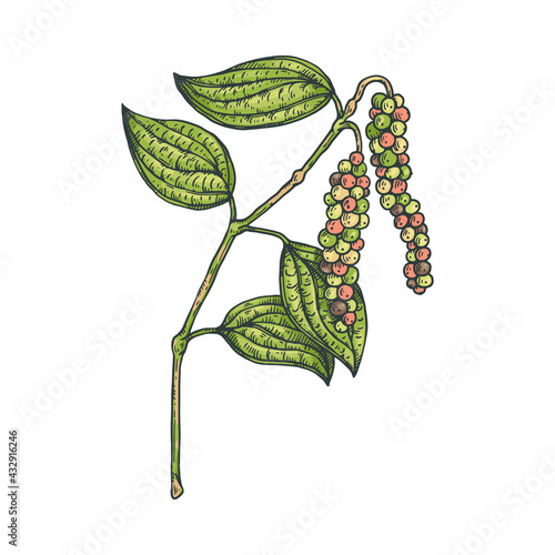 Plant of black pepper with peppercorn and leaves, natural organic food spice.