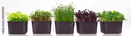 Several containers with microgreens on a white background. Microgreens of different varieties on a banner photo. Microgreens of radish, sunflower, onion and basil isolated on white background photo