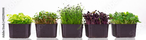Several containers with microgreens on a white background. Microgreens of different varieties on a banner photo. Microgreens of radish, sunflower, onion and basil isolated on white background