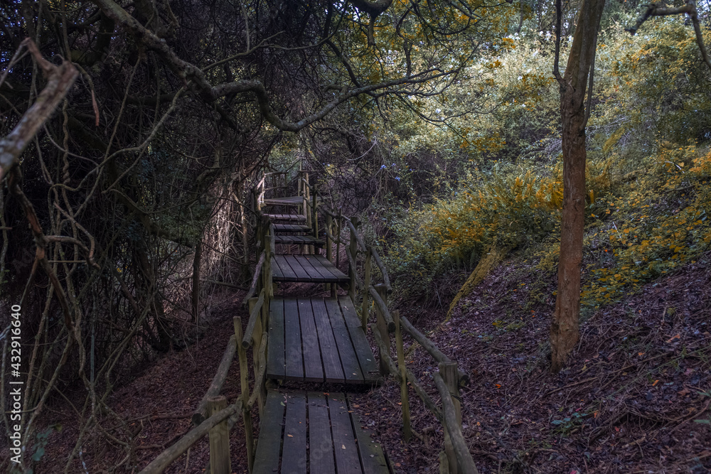 Beautiful wooden walkway in the middle of Forest Beautiful wooden walkway in the middle of Forest