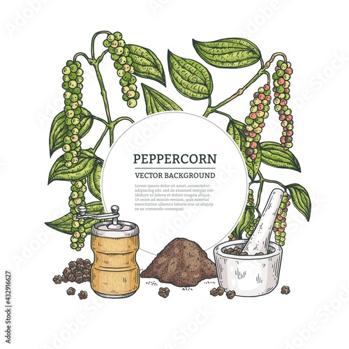 Frame or banner with peppercorn plant, engraving vector illustration isolated.