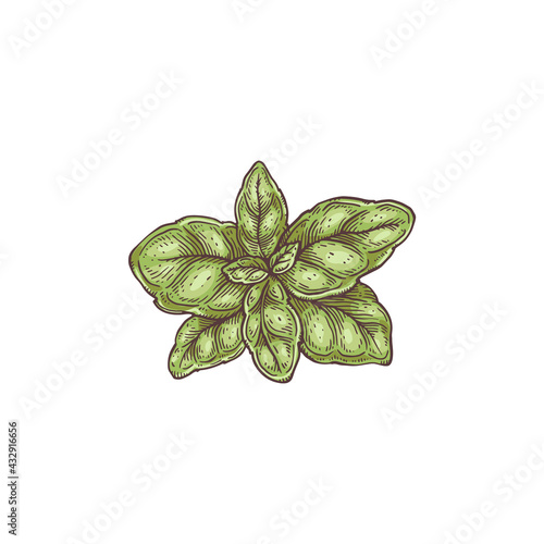 Rosette of green fresh basil leaves, hand drawn vector illustration isolated.