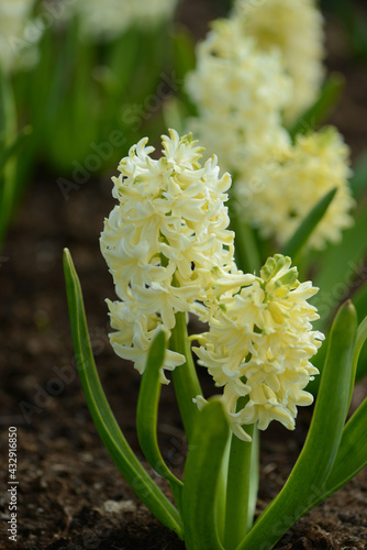 Hyacinth variety City of Haarlem blooms in a garden.