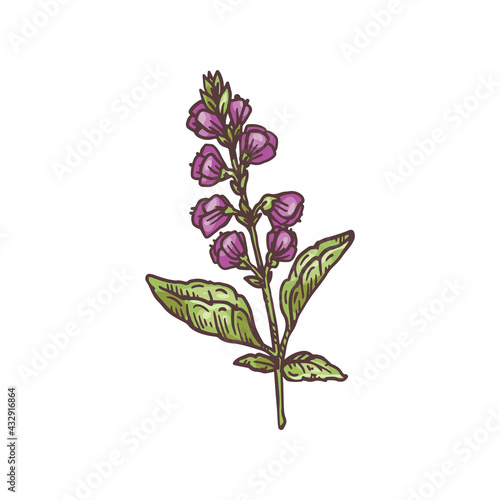 Branch with bunches of flowers of Basil hand drawn vector illustration isolated.