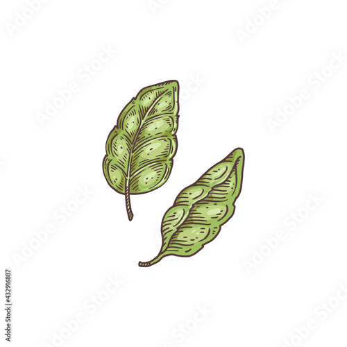 Green fresh aromatic basil leaves, hand drawn vector illustration isolated.