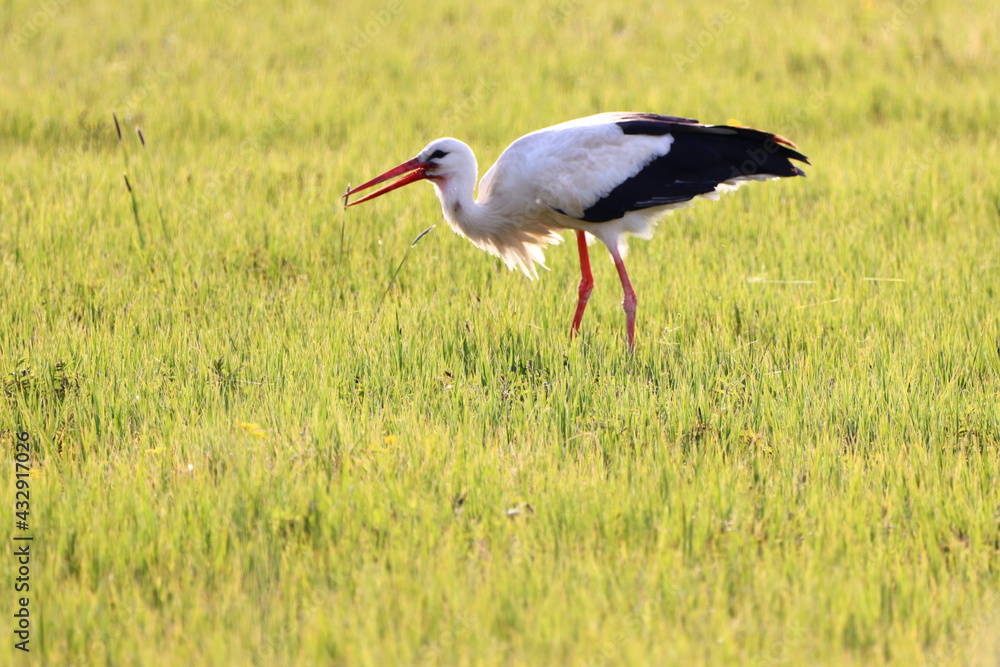 Fototapeta premium Storch auf Futtersuche, Germany