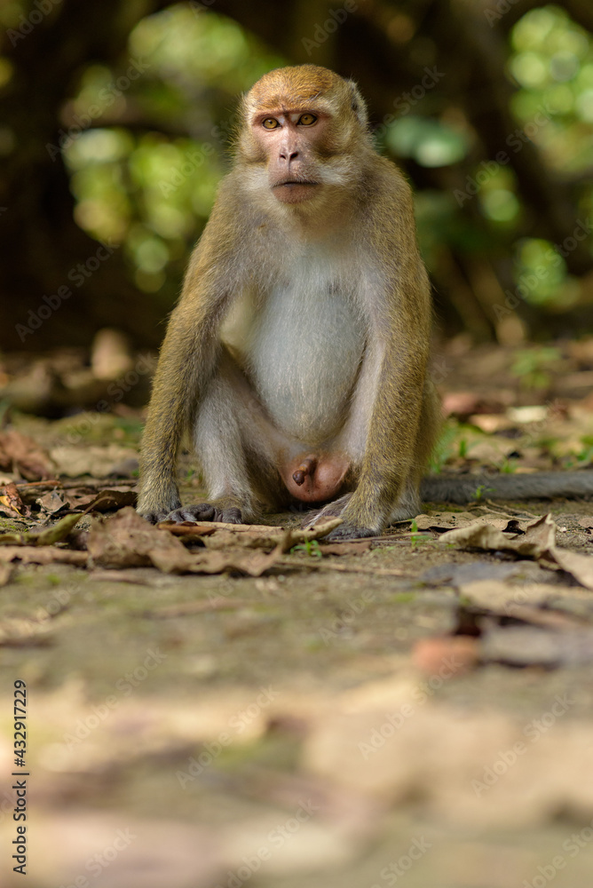 Monkey in the Taman Wisata Alam Pangandaran in Java, Indonesia Monkey in the Taman Wisata Alam Pangandaran in Java, Indonesia