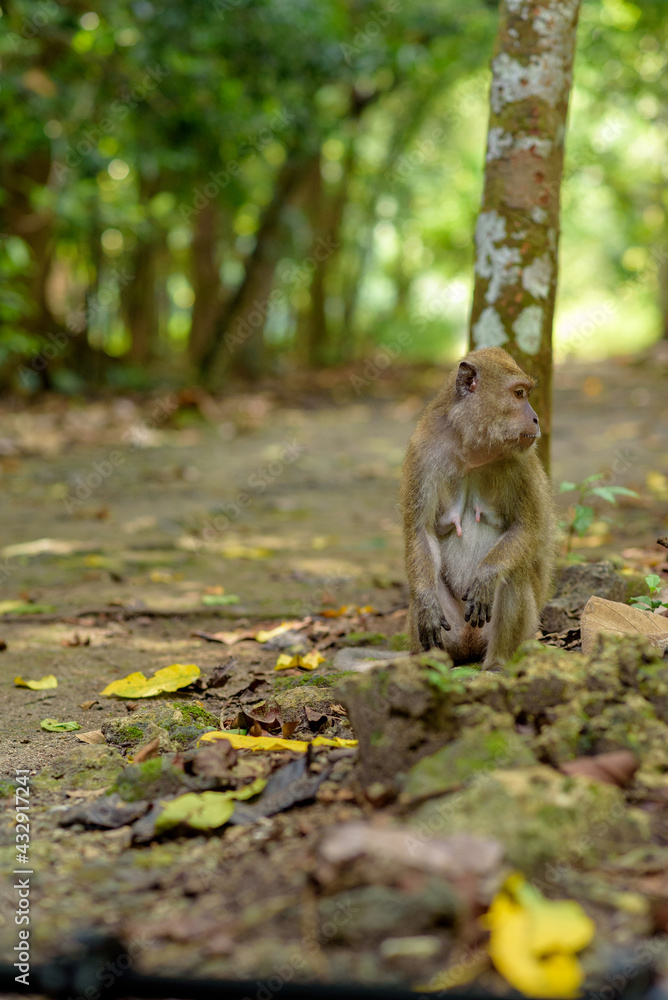 Monkey in the Taman Wisata Alam Pangandaran in Java, Indonesia