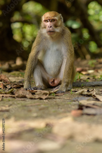 Monkey in the Taman Wisata Alam Pangandaran in Java, Indonesia