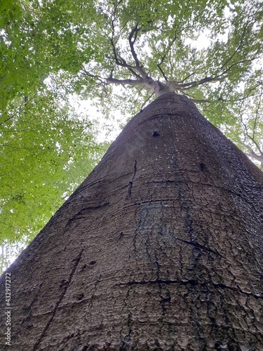 Tronc d arbre  for  t nature    corce  s   lever  grandir  grand arbre  gros tronc  croissance  photo insolite  angle surprenant  sous un arbre  