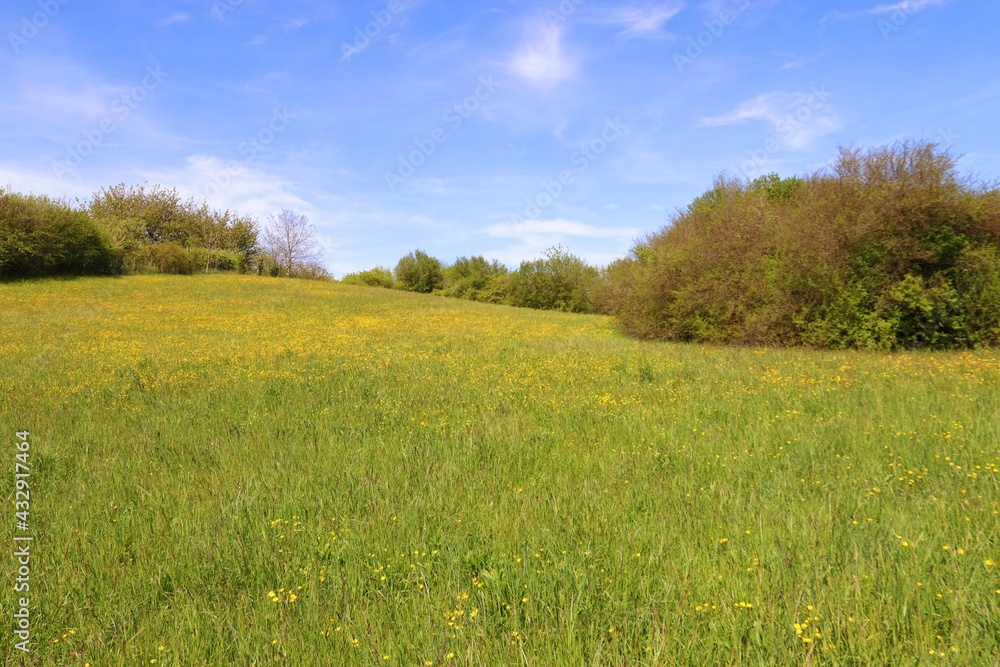 Wiese im Frühling Wiese im Frühling