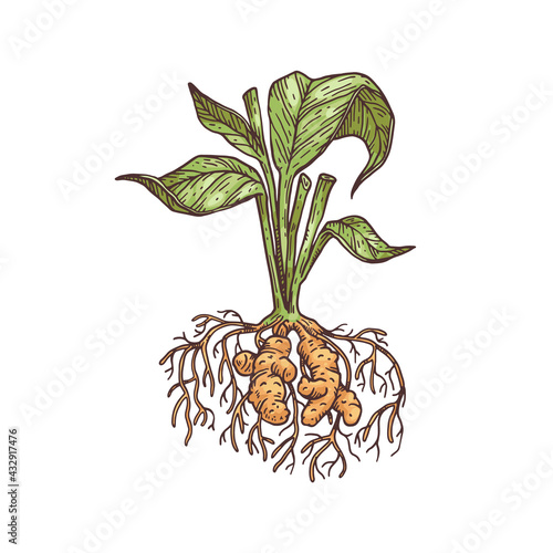 Whole turmeric or curcuma plant engraving vector illustration isolated.