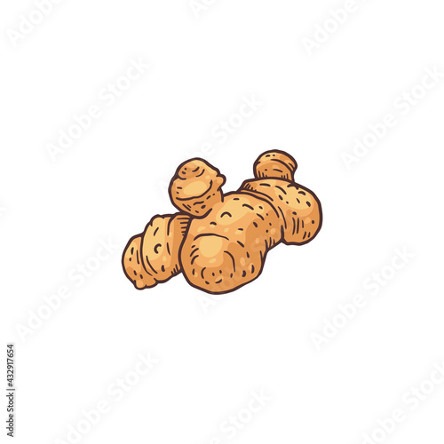 Root part of turmeric or curcuma plant, engraving vector illustration isolated.