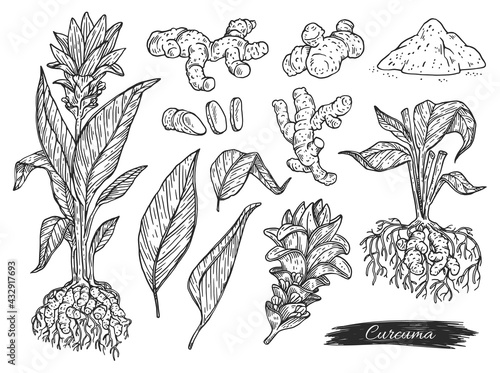 Set of turmeric or curcuma plant parts, engraving vector illustration isolated.