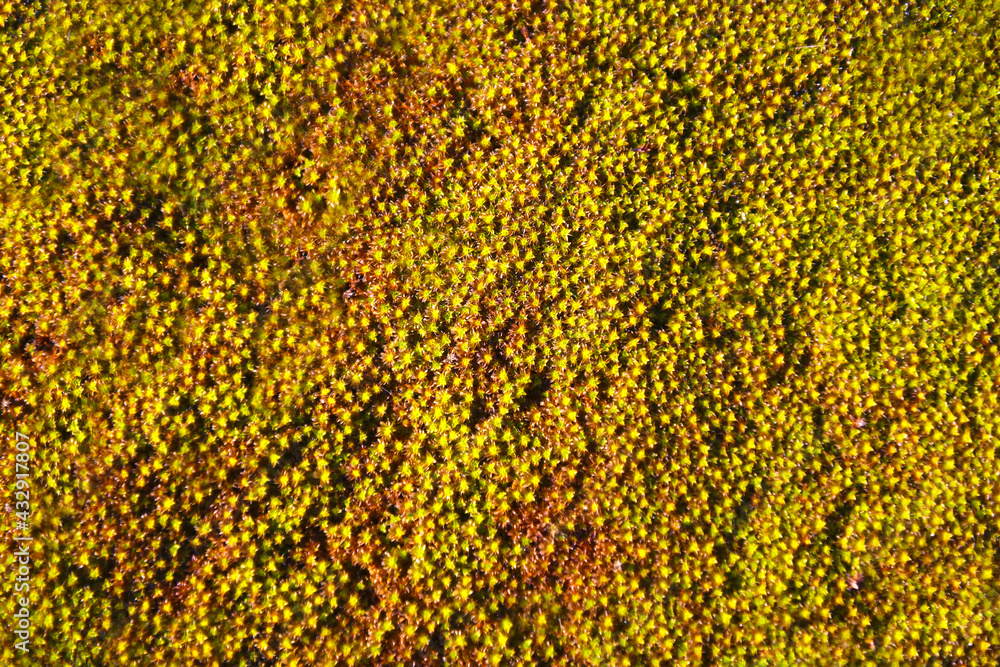 Miniature moss flowers (Latin Bryophyta). Multi-colored miniature buds grow in a solid orange-yellow carpet. Flora texture, Botany (lat.Bryophytes). Landscaping. Spring. Europe. Miniature moss flowers (Latin Bryophyta). Multi-colored miniature buds grow in a solid orange-yellow carpet. Flora texture, Botany (lat.Bryophytes). Landscaping. Spring. Europe.