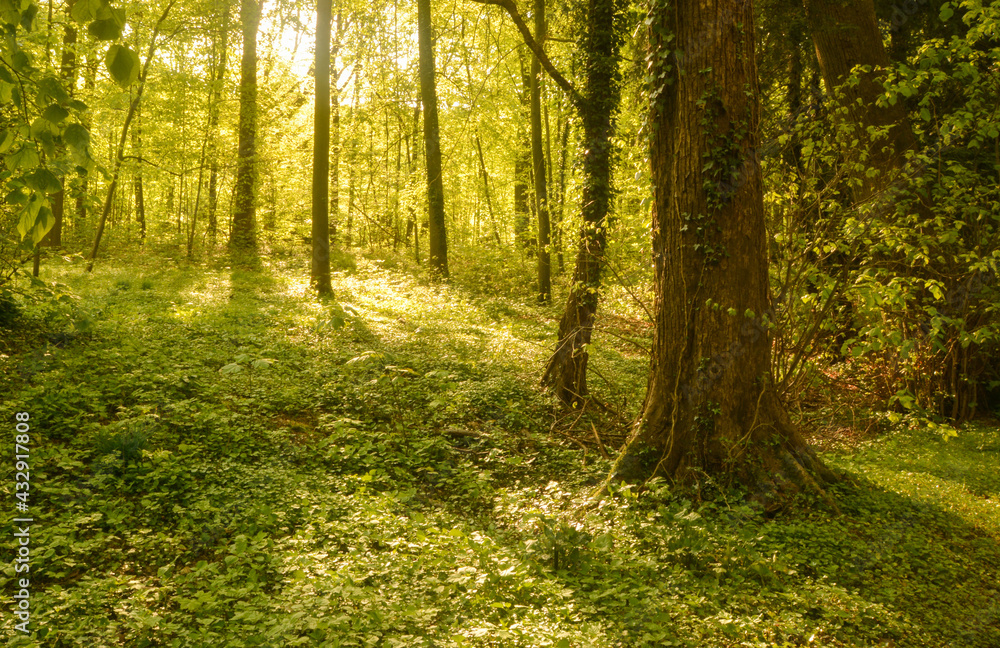 Forêt Forêt