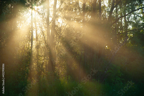 a forest where the bright rays of the sun can be seen through the trees