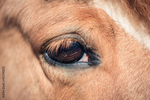 Auge vom Pony Pferd