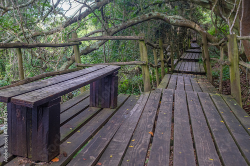 Beautiful wooden walkway in the middle of Forest