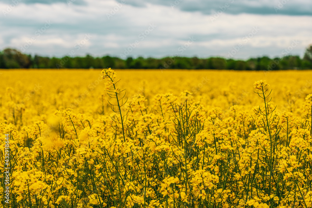 Obraz premium Storm clouds over rapeseed field