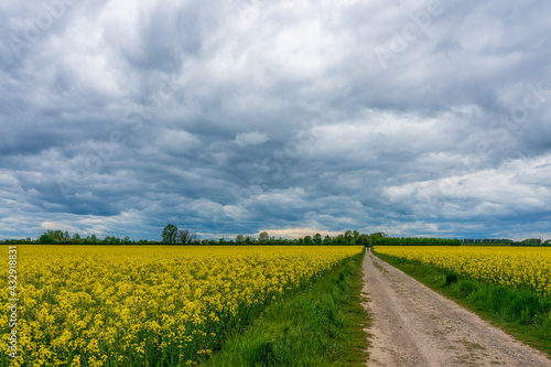 Storm clouds over rapeseed field