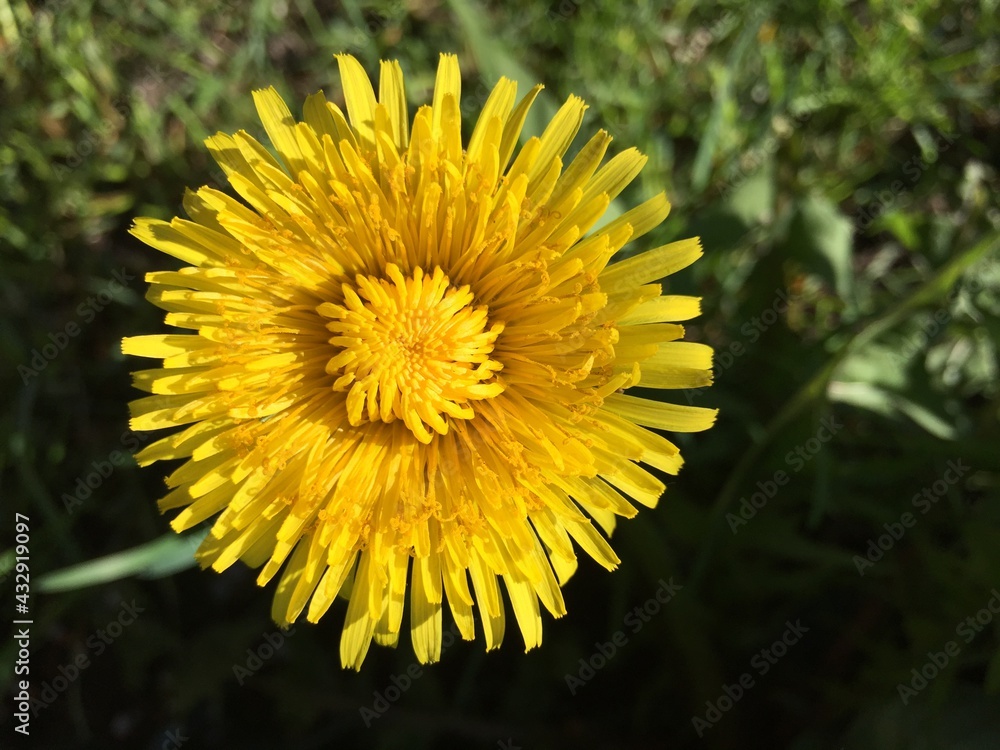 yellow dandelion flower yellow dandelion flower