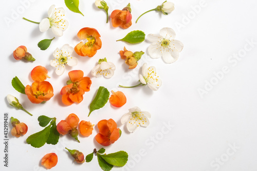 Fototapeta Naklejka Na Ścianę i Meble -  Quince flowers and leaves on a white background. Flat lay, top view. Quince flowers and leaves. Floral border and spring concept