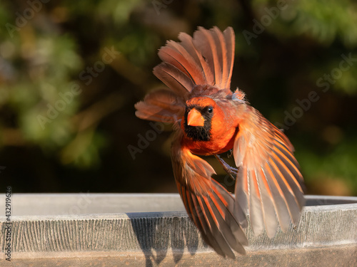 Male Northern Cardinal in Flight © mitgirl