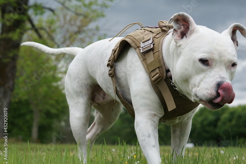 american staffordshire terrier in tactical vest