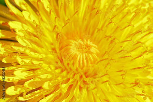 macro photography yellow dandelion closeup