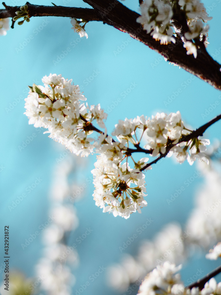 flowers on a tree flowers on a tree