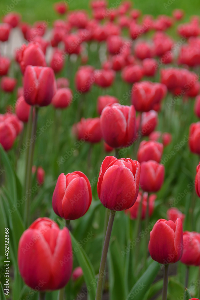 Bright red flowers of the spring decorative plant Tulip in the park. Gardening and landscape design.