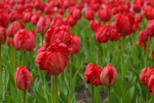 Bright red flowers of the spring decorative plant Tulip in the park. Gardening and landscape design.