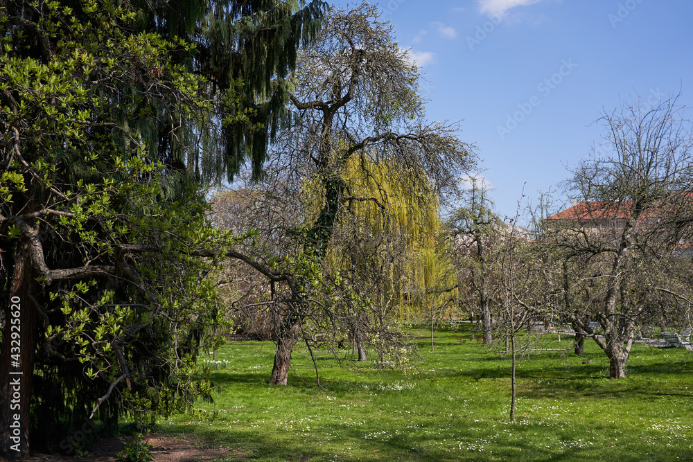 Prague, Czech Republic - April 23, 2021 - Spring in Vojanovy sady, which are considered to be the oldest partially preserved garden in Prague. Prague, Czech Republic - April 23, 2021 - Spring in Vojanovy sady, which are considered to be the oldest partially preserved garden in Prague.