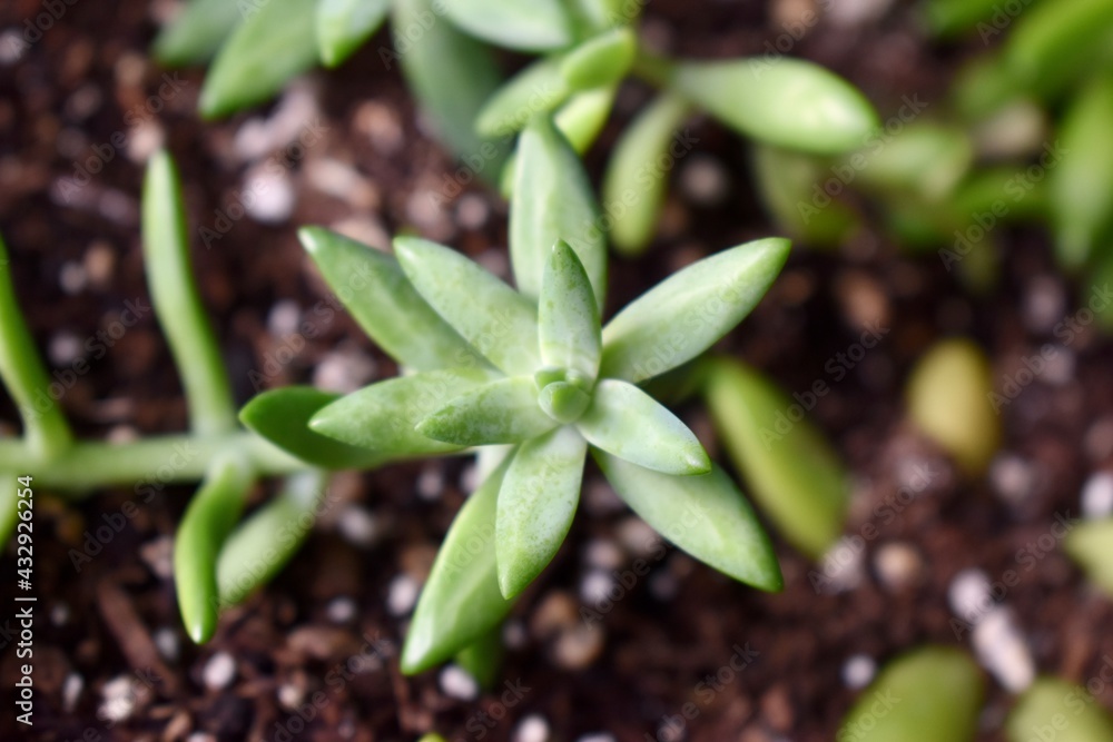 Close up of succulents in a garden Close up of succulents in a garden