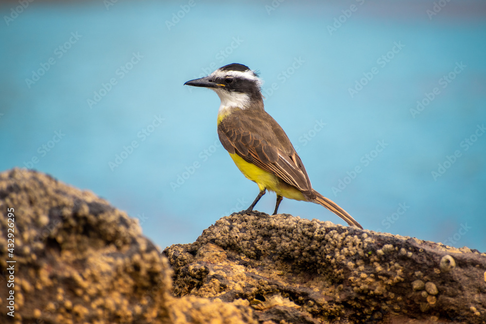 Great kiskadee on the rock. Blue water in the background Great kiskadee on the rock. Blue water in the background