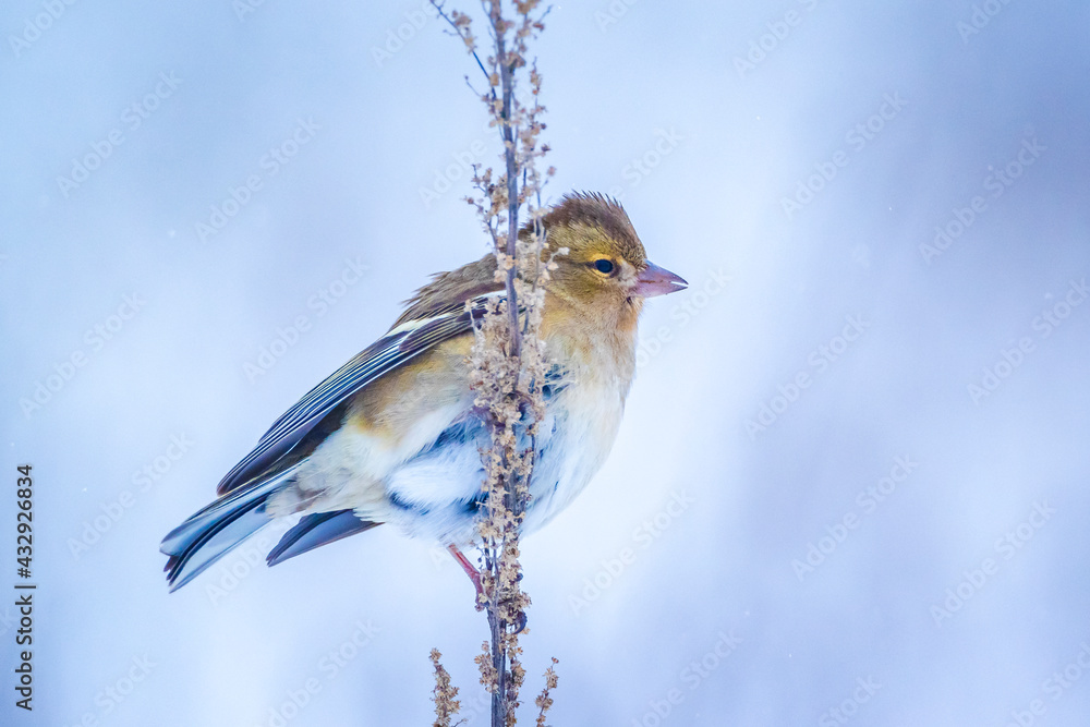Obraz premium chaffinch female bird, Fringilla coelebs, foraging in snow, beautiful cold Winter setting