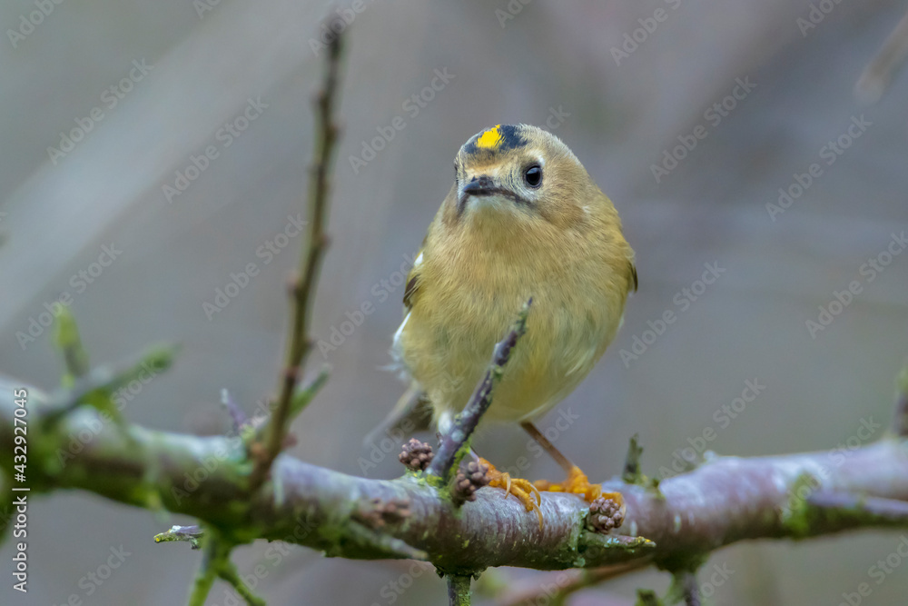 Goldcrest bird, Regulus regulus, foraging through branches of trees and bush Goldcrest bird, Regulus regulus, foraging through branches of trees and bush