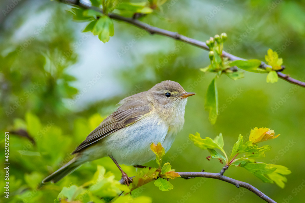 Willow warbler bird, Phylloscopus trochilus, perched. Willow warbler bird, Phylloscopus trochilus, perched.