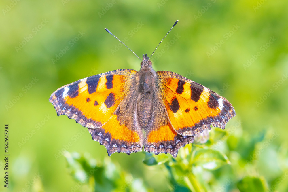Aglais urticae, small tortoiseshell butterfly top view, open wings Aglais urticae, small tortoiseshell butterfly top view, open wings