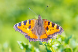 Aglais urticae, small tortoiseshell butterfly top view, open wings