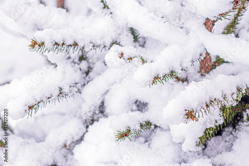 Fir tree branches covered with snow. Winter and Christmas Background.