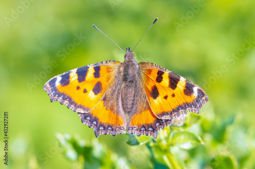 Aglais urticae, small tortoiseshell butterfly top view, open wings