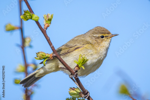 Common chiffchaff bird Phylloscopus collybita